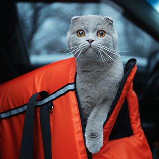 useful travel accessories: 