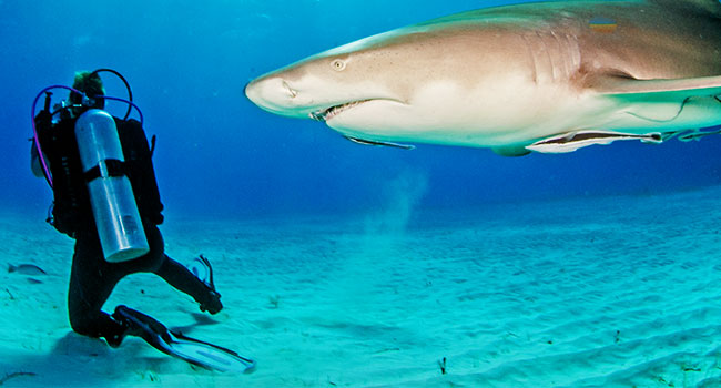 scuba diving gear: Safety Equipment