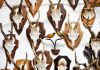 A Step-by-Step Guide to Cleaning and Caping Deer Skull how to clean a deer skull: How To Clean A Deer Skull and Cape It?