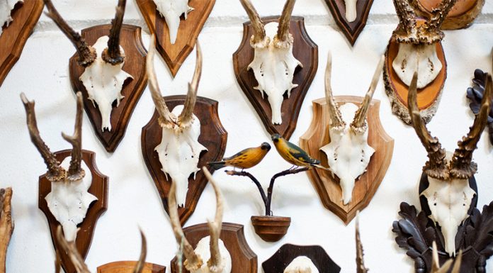 A Step-by-Step Guide to Cleaning and Caping Deer Skull how to clean a deer skull: How To Clean A Deer Skull and Cape It?